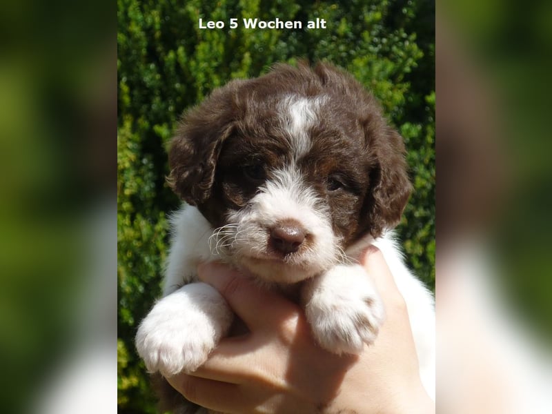 Labradoodle F1b Rüde, Medium, 4 Monate alt