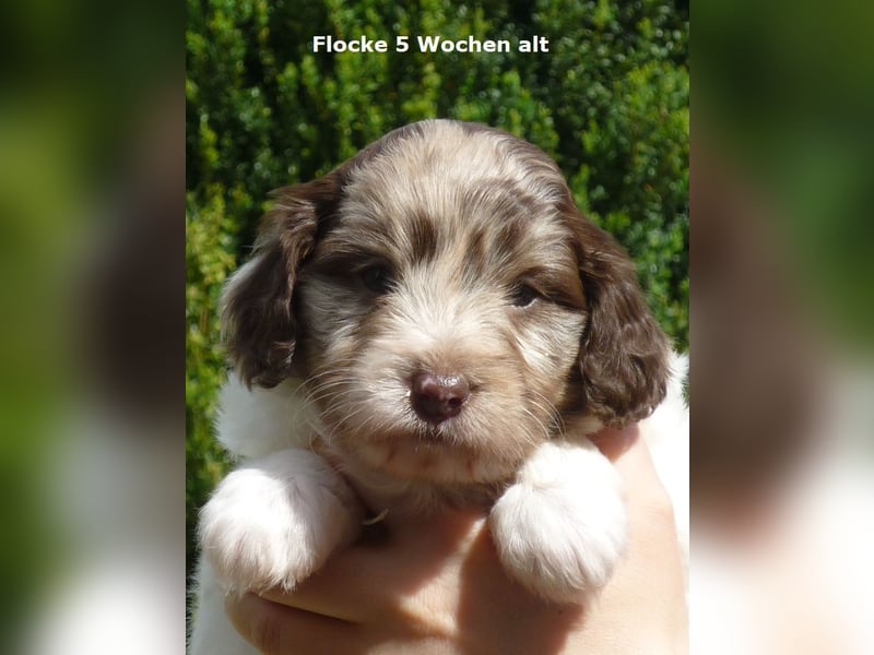 Labadoodle F1b Hündin, Medium, 4 Monate alt