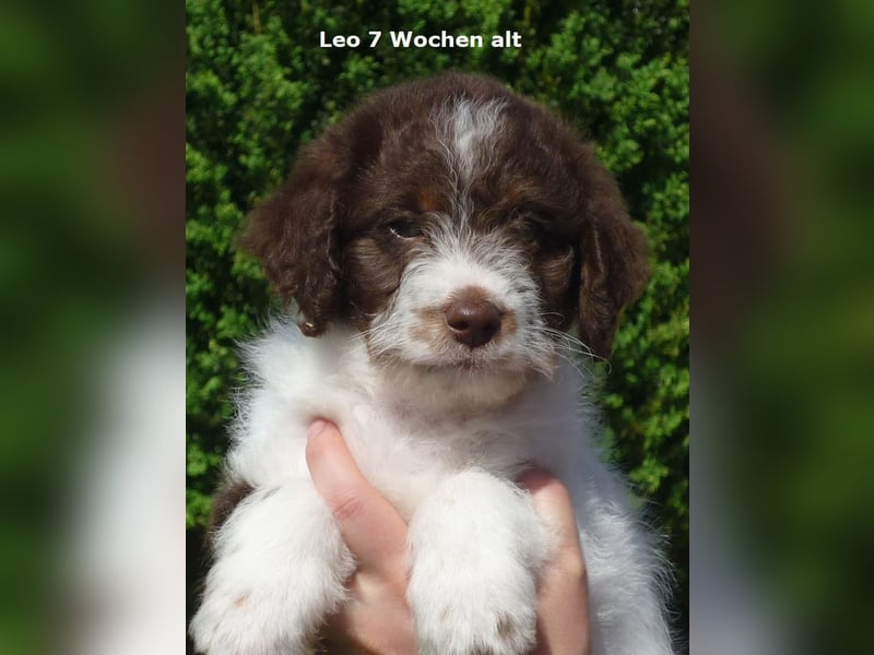 Labradoodle F1b Rüde, Medium, 4 Monate alt