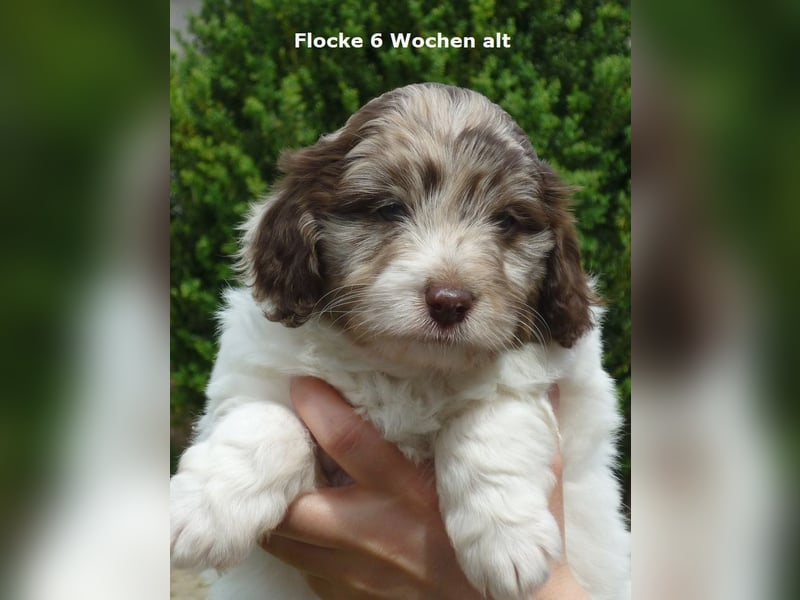 Labadoodle F1b Hündin, Medium, 4 Monate alt