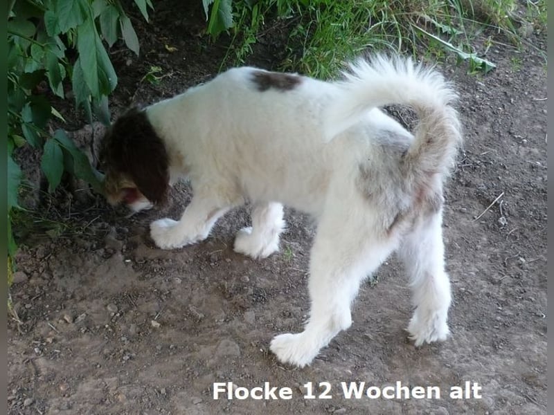 Labadoodle F1b Hündin, Medium, 4 Monate alt