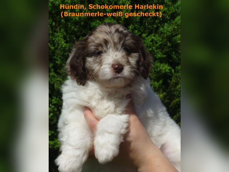 Labradoodle Welpen F1b Medium