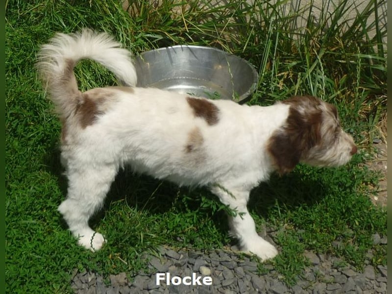 Labradoodle Welpen F1b Medium