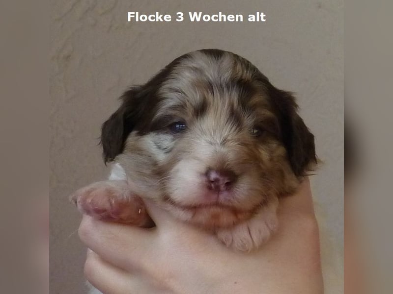 Labadoodle F1b Hündin, Medium, 4 Monate alt