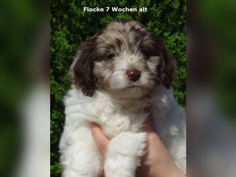 Labadoodle F1b Hündin, Medium, 4 Monate alt