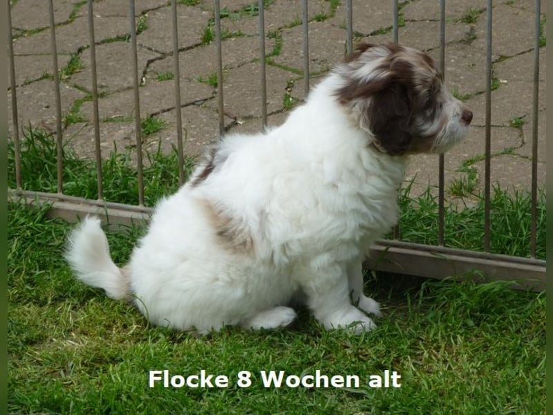 Labadoodle F1b Hündin, Medium, 4 Monate alt