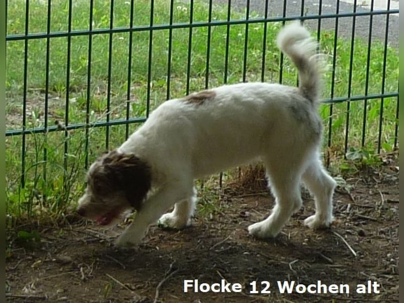 Labadoodle F1b Hündin, Medium, 4 Monate alt