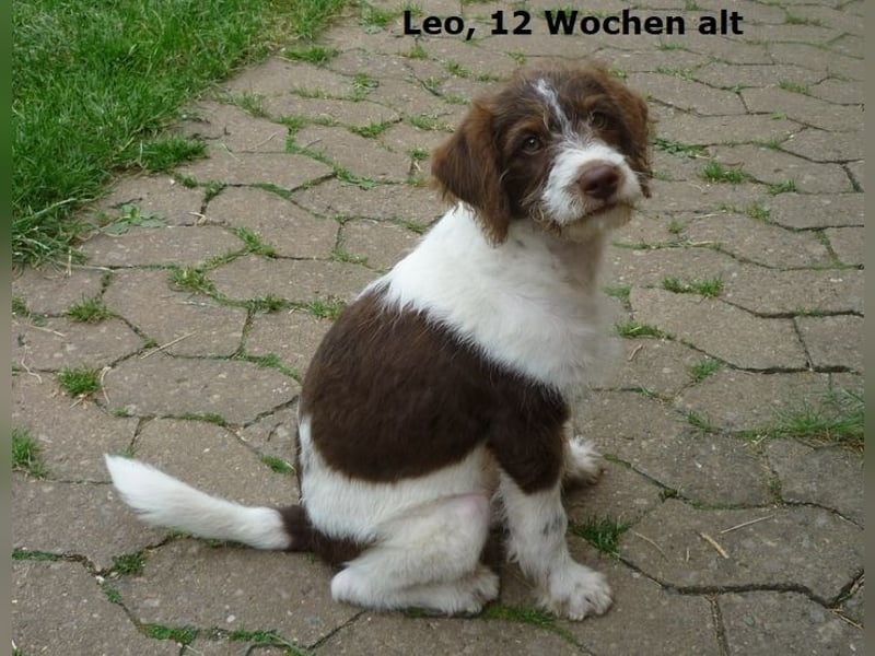 Labradoodle F1b Rüde, Medium, 4 Monate alt