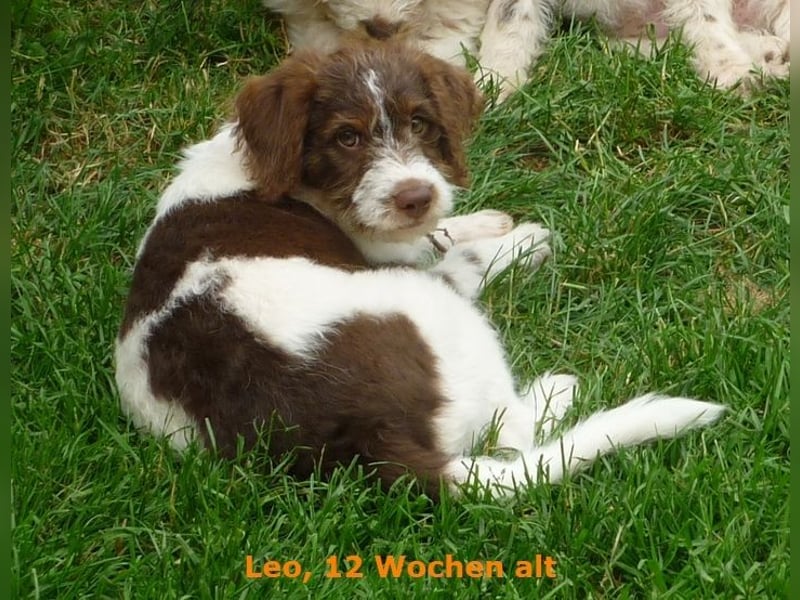 Labradoodle F1b Rüde, Medium, 4 Monate alt