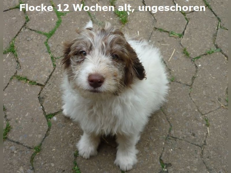 Labadoodle F1b Hündin, Medium, 4 Monate alt
