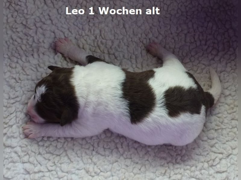Labradoodle F1b Rüde, Medium, 4 Monate alt