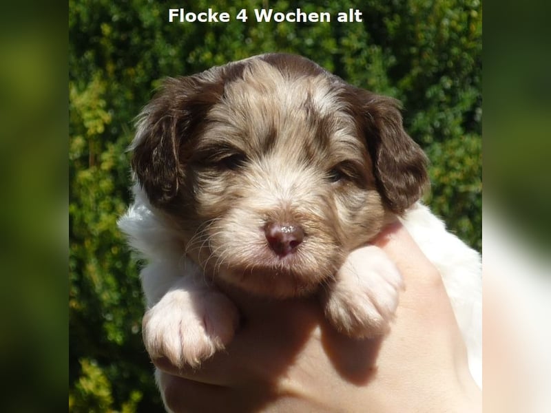 Labadoodle F1b Hündin, Medium, 4 Monate alt