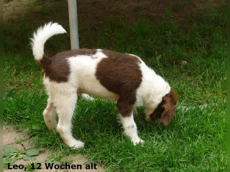 Labradoodle F1b Rüde, Medium, 4 Monate alt