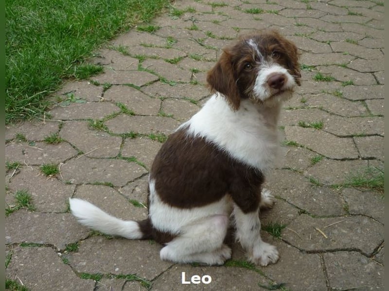 Labradoodle Welpen F1b Medium