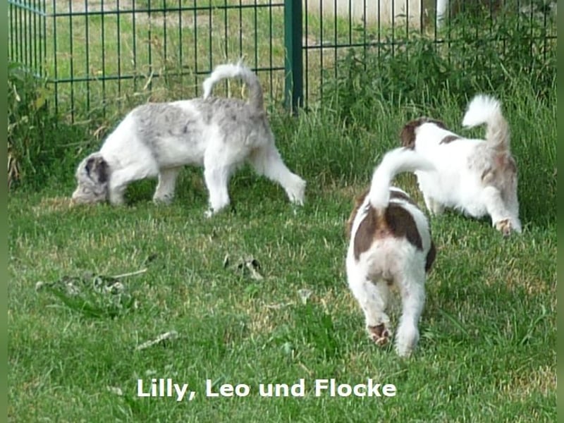 Labradoodle Welpen F1b Medium
