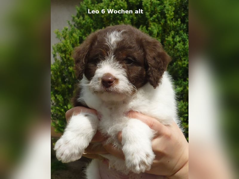 Labradoodle F1b Rüde, Medium, 4 Monate alt
