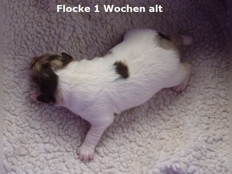 Labadoodle F1b Hündin, Medium, 4 Monate alt