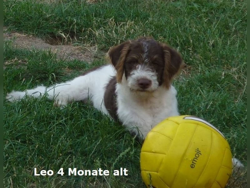 Labradoodle F1b Rüde, Medium, 4 Monate alt