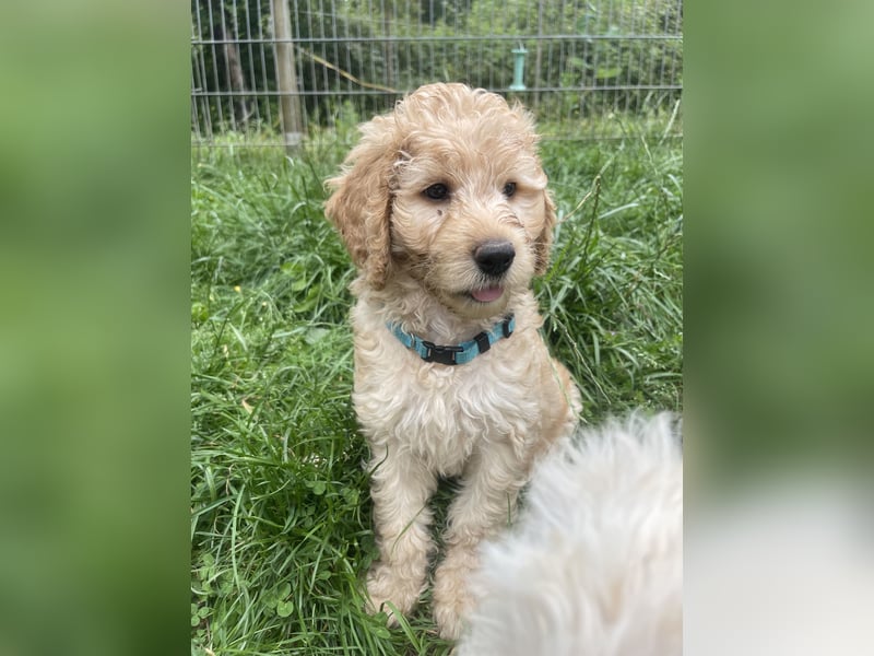 Wurfankündigung Labradoodle F1B Welpen
