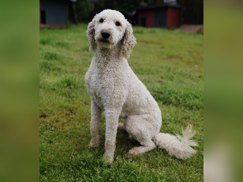 Wurfankündigung Labradoodle F1B Welpen