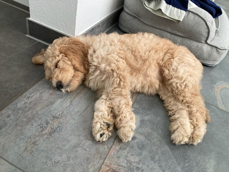 Wurfankündigung Labradoodle F1B Welpen