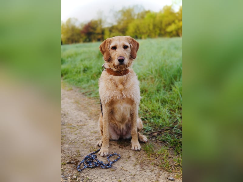Wurfankündigung Labradoodle F1B Welpen