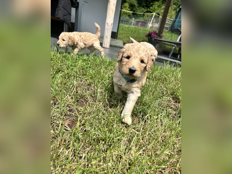 Wurfankündigung Labradoodle F1B Welpen