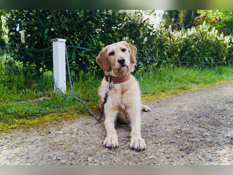 Wurfankündigung Labradoodle F1B Welpen