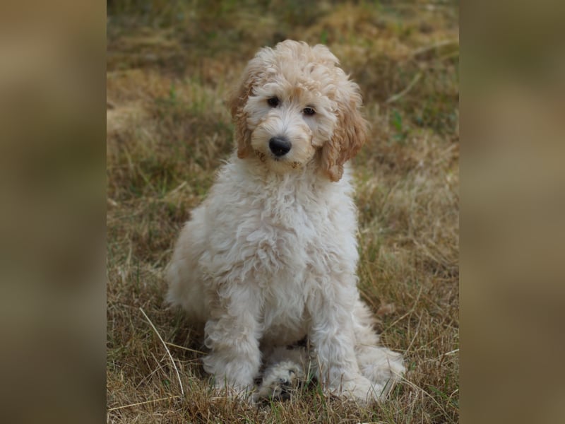 Wurfankündigung Labradoodle F1B Welpen