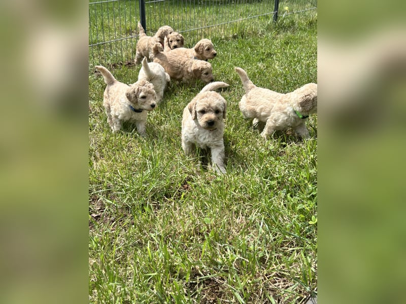 Wurfankündigung Labradoodle F1B Welpen