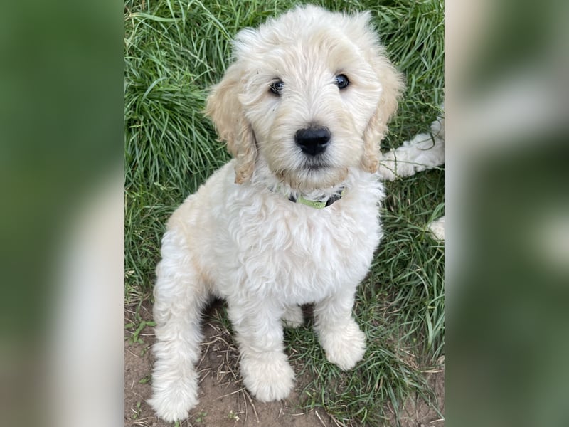 Wurfankündigung Labradoodle F1B Welpen
