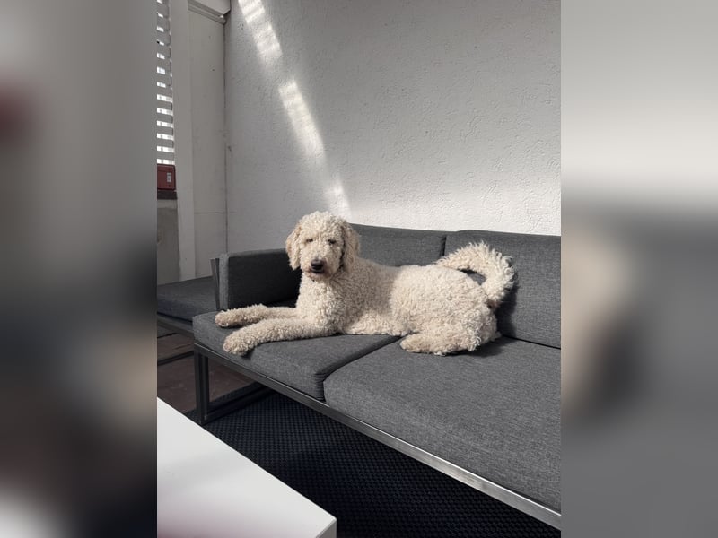 Pascha sucht ein zu Hause