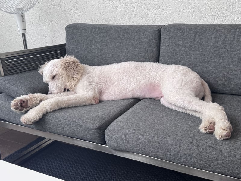 Pascha sucht ein zu Hause