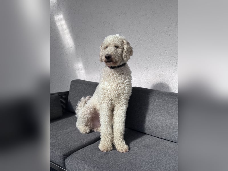 Pascha sucht ein zu Hause