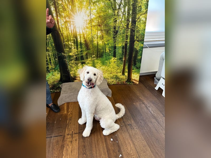 Pascha sucht ein zu Hause