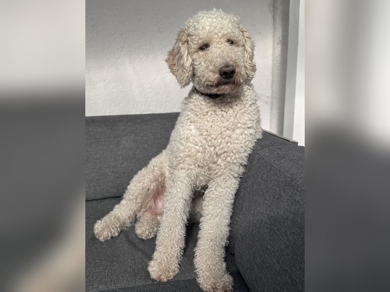 Pascha sucht ein zu Hause