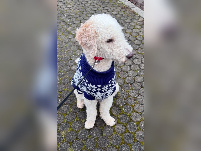 Pascha sucht ein zu Hause