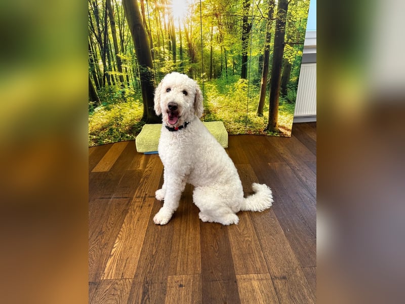 Pascha sucht ein zu Hause