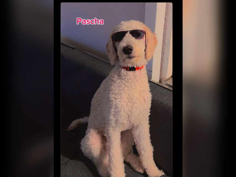 Pascha sucht ein zu Hause