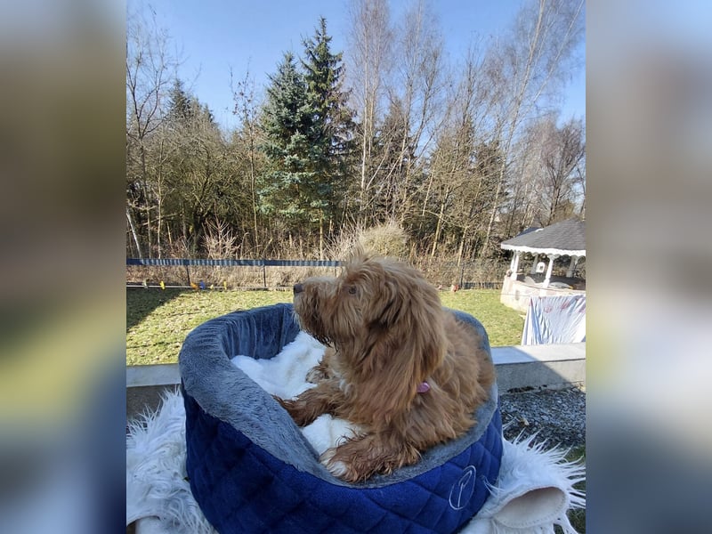 Wunderschöne Labradoodle F1b Welpen mit Ahnentafel