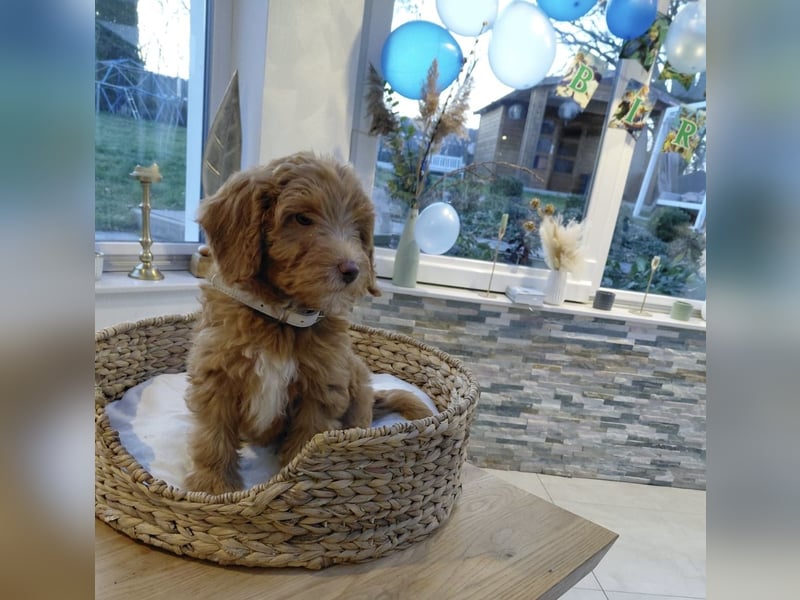 Wunderschöne Labradoodle F1b Welpen mit Ahnentafel
