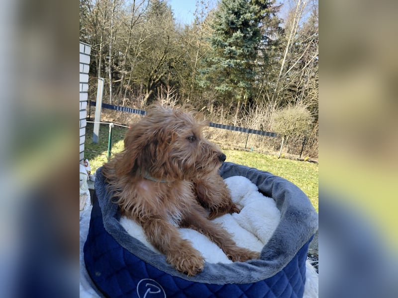 Wunderschöne Labradoodle F1b Welpen mit Ahnentafel