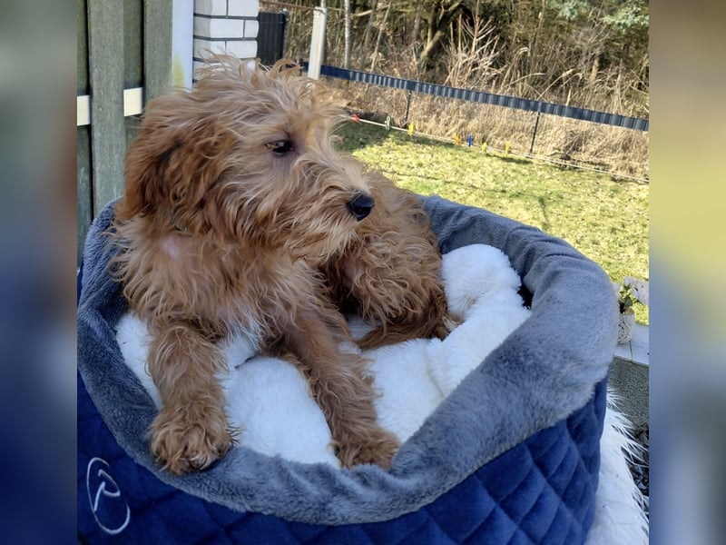 Wunderschöne Labradoodle F1b Welpen mit Ahnentafel