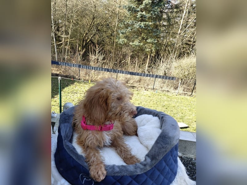 Wunderschöne Labradoodle F1b Welpen mit Ahnentafel