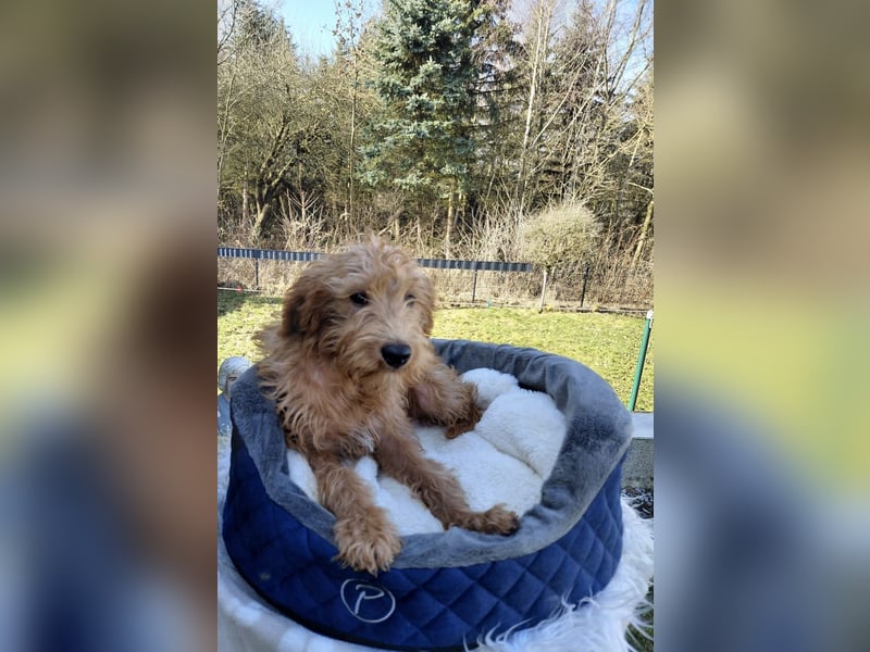 Wunderschöne Labradoodle F1b Welpen mit Ahnentafel
