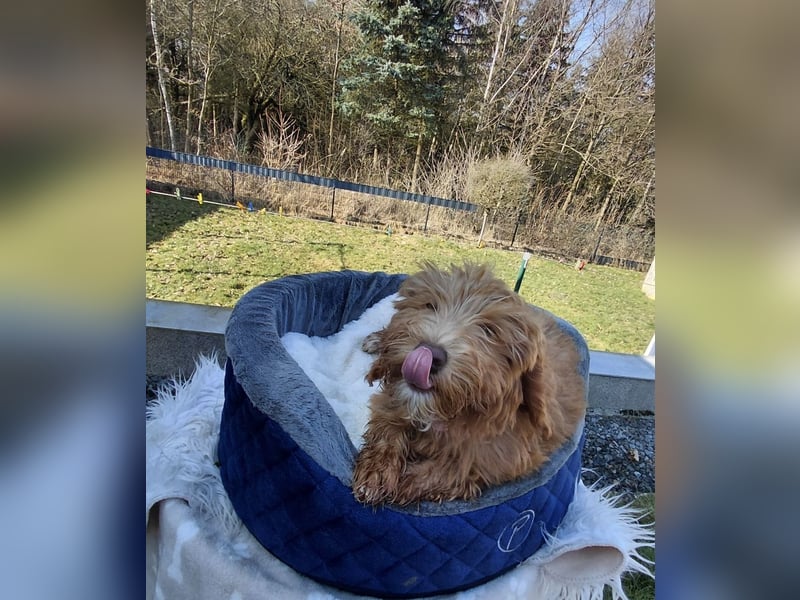 Wunderschöne Labradoodle F1b Welpen mit Ahnentafel