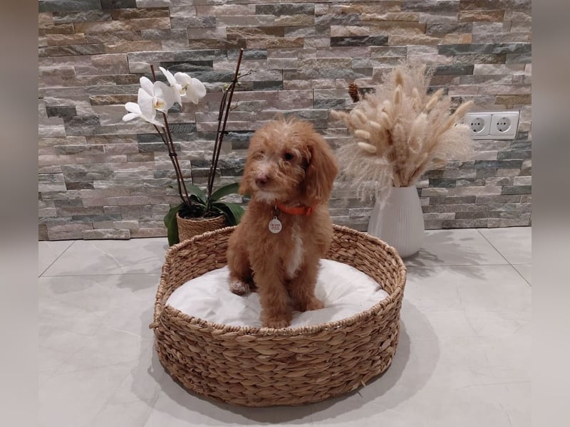 Wunderschöne Labradoodle F1b Welpen mit Ahnentafel