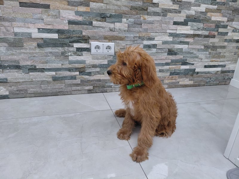 Wunderschöne Labradoodle F1b Welpen mit Ahnentafel