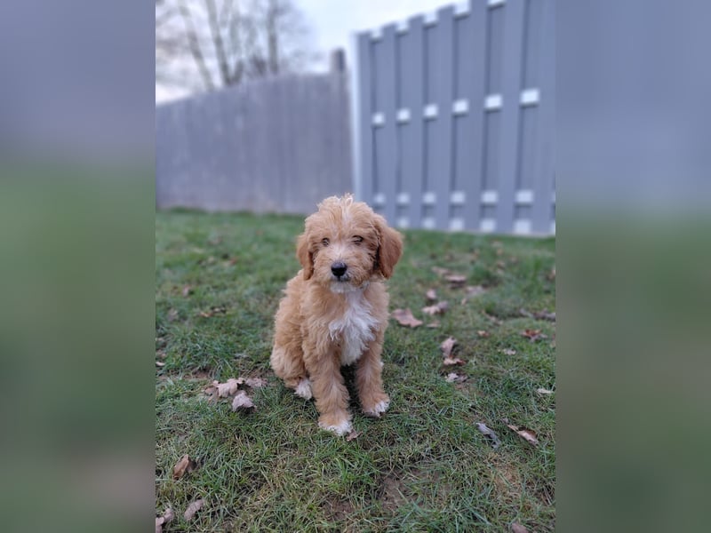 Wunderschöne Labradoodle F1b Welpen mit Ahnentafel