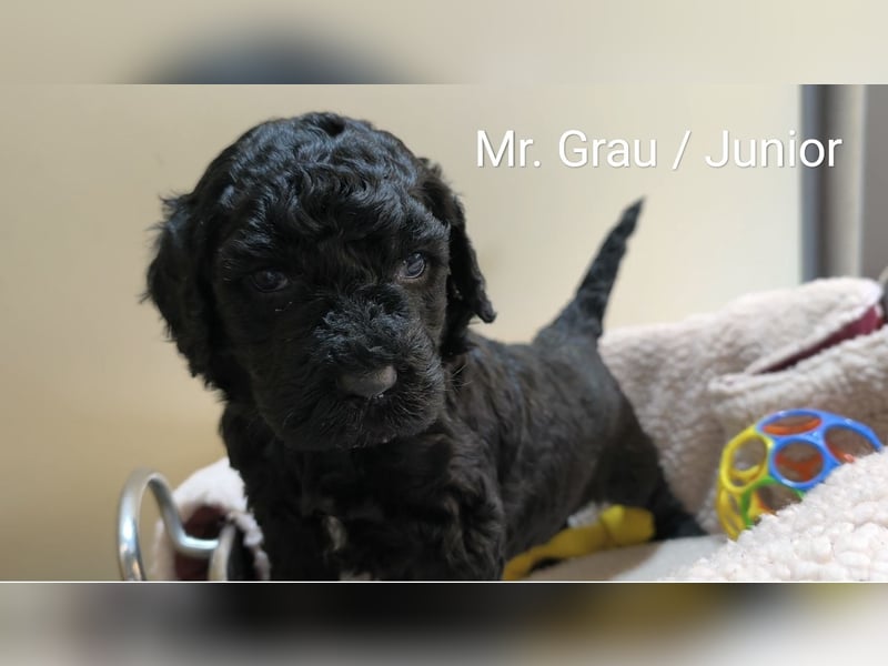 Hey, Herzensmensch - ich bin hier  Labradoodle F1b medium